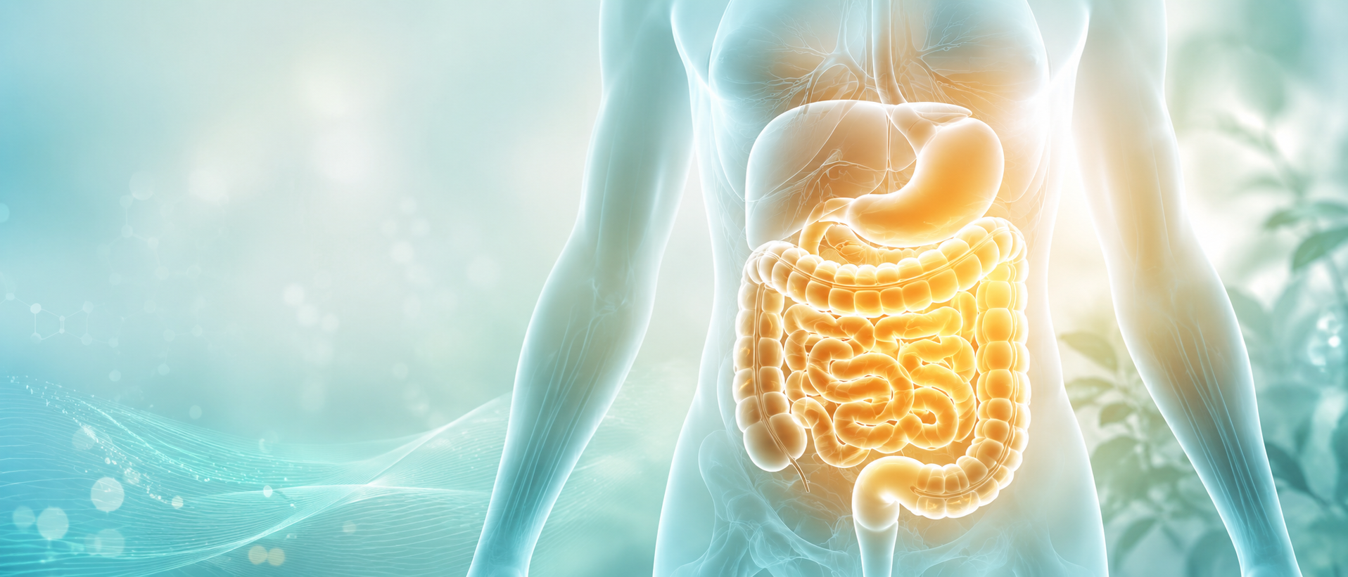 Ilustración del cuerpo humano con el sistema digestivo iluminado